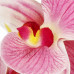 Springos Művi orchidea cserépben - 33,5 cm - rózsaszín
