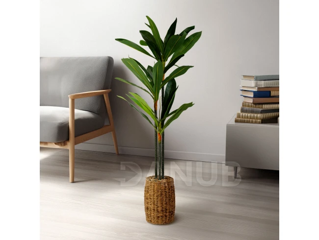 Műnövény dekoráció - Dracaena Fragrans - 1,1-1,2 m