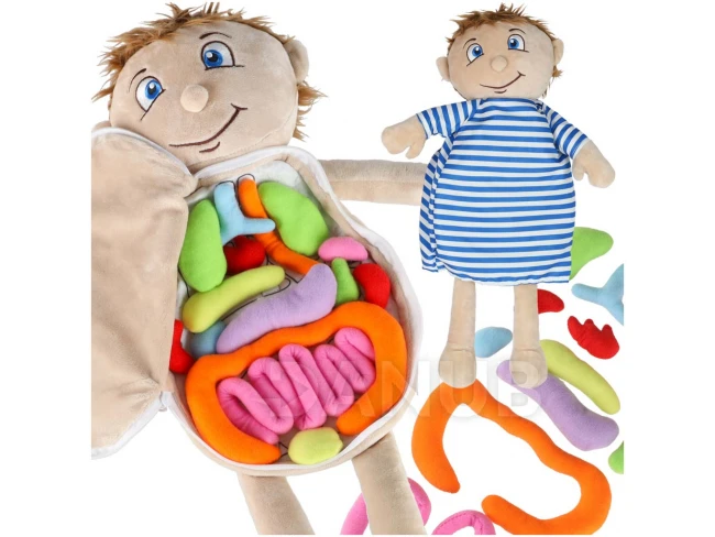 Anatómiai tanulóbaba – fiú