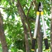 Metszőolló - 62 cm Metszőolló - 62 cm